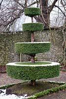 Tiered Yew - Taxus topiary at Levens Hall and Garden, Cumbria, UK