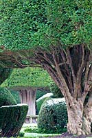 Gnarled ancient Yew - Taxus topiary trunks at Levens Hall and Garden, Cumbria, UK,