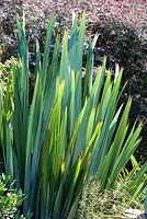 Phormium tenax, New Zealand flax. December