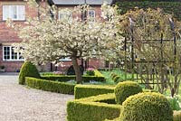 A buxus hedge and topiary buxus balls surrounds Prunus 'Shirotae' - cherry 'Shirotae' and Anemone blanda - winter windflower, next to the driveway leading to the house. Ellerker House, Everingham, Yorkshire. Spring, March 2016.