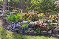 Various irises, narcissus and hellebores planted in the rockery around the lake, along with anenome blanda. Ellerker House, Everingham, Yorkshire. Spring, March 2016.