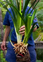 A small clump of Clivias, Clivia miniata, after the roots have been trimmed and cleaned of excess soil.