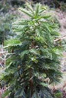 Wollemia nobilis - The Wollemi Pine