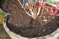 Caring for containerised blueberry plants - Adding a top dressing of ericaceous compost