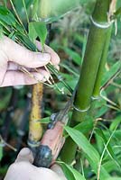 Bamboo Cultivation - Phyllostachys nigra Black Stemmed Bamboo. Feather-up puny sideshoots using secateurs up to a height of 1 - 2 metres