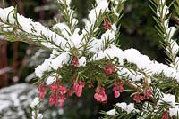 Grevillea rosmarinifolia 'Jenkinsii' covered in snow