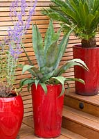Brazilian hardwood decking with red containers planted with agave, perovskia and a fern. Ben De Lisi House and Garden, London