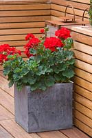 Red geraniums in square container. Ben De Lisi House and Garden, London