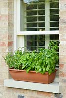Herb trough on windowsill with two varieties of basil.