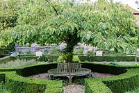Cherry tree in parterre garden with clipped hedging