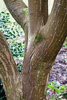 Acer davidii 'Serpentine'