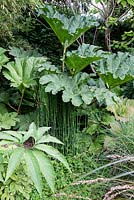 Tim Wilmot's garden, Beechwell House, Bristol. Subtropical garden with exotic planting. Large foliage plants including Gunnera tinctoria