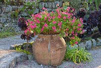 Terracotta container in the Mediterranean Garden planted with scented pelargoniums. Tresco Abbey Garden, Tresco, Isles of Scilly. 