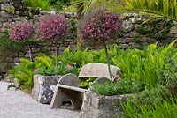 Wooden bench and standards of Leptospermum Hybrid, Tresco Abbey Garden, Tresco, Isles of Scilly. 