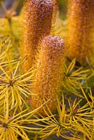 Banksia Spinulosa var Spinulosa 