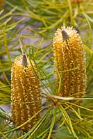 Banksia Spinulosa var Spinulosa