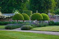Clipped topiary. Domed Prunus Lusitanica with lavender hidcote. Summer. 