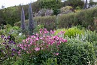 Aquilegia seedlings in border. Foamlea Gardens, Woolacombe, Devon.