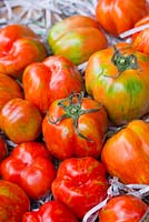 Large irregularly shaped Tomatoes, Lycopersicon esculentum 'Shimmeig Creg', red yellow with green markings, displayed on shredded newspaper.