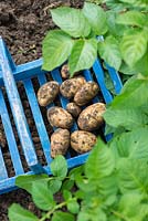 Freshly dug early potatoes, Solanum tuberosum 'Arran Pilot'