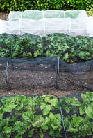 Garden crops growing under protective insect mesh tunnels.