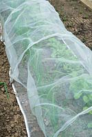Beetroot, 'Boltardy' growing under protective mesh tunnel.