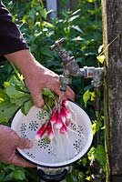 Radish 'French Breakfast 3' man washing roots at standpipe