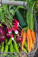 Selection of freshly harvested summer vegetables, Radish, Beetroot, Carrot, Courgette and Broad Beans 