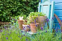 Pots of Mint, Coriander and Rosemary displayed on reclaimed painted chair with English Lavendar.