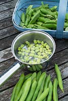 Preparing Broad Beans 'Witkiem Manita'