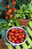 Greenhouse tomatoes - Solanum lycopersicum 'Suncherry Smile F1', ripe and ready to eat.