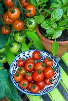 Greenhouse tomatoes, Solanum-lycopersicum - 'Suncherry Smile F1',  ripe and ready to eat.