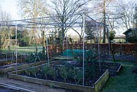 Fruit cages on raised wooden beds with Brussel sprouts. St Francis Cottage