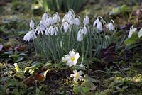 Galanthus - snowdrops and Primula vulgaris - primroses. St Francis Cottage