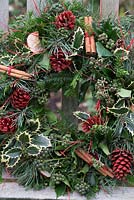 Christmas wreath making workshop. Wreath features Hedera - Ivy, Ilex - variegated Holly, red sprayed fir cones, dried apples, Pinus - Christmas tree twigs and Cinnamon sticks. December, St Francis Cottage