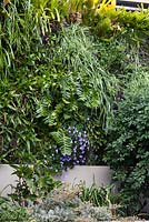 Detail of a vertical garden densely planted with a variety of different plants featuring a large succulent, Selenicereus chrysocardium and a blue flowered Streptocarpus caulescens, 'Nodding Violet'.