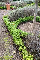 The Knot Garden, newly planted with Ilex crenata to replace diseased box plants, features standard Prunus lusitanica, Portugese laurels, and herbs including Nepeta racemosa 'Walker's Low', sage and lavender.