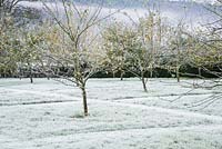The apple orchard, where frost shows the grid of mown paths between the trees