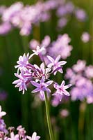 Tulbaghia violacea, also known as society garlic or pink agapanthus