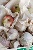 Apples wrapped up in tissue paper ready for storage
