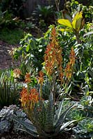 Aloe 'Mountain Gem', with bi-coloured red and yellow tubular shaped flowers, spiny white flecked fleshy leaves.