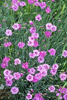 Dianthus 'Pikes Pink' - June - Oxfordshire


