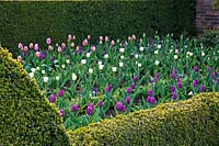 Formal garden with Tulipa 'Purple Flag', Tulipa 'Olioules', Tulipa 'Honeymoon' - Dunsborough Park, Surrey