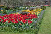 Formal garden with Tulipa 'Apeldoorn' and Muscari - Dunsborough Park, Surrey