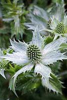 Eryngium giganteum 'Miss Willmott's Ghost' - Chenies Manor Gardens, Bucks, UK
