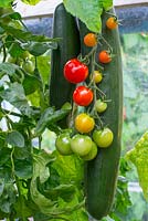 Greenhouse tomatoes, Solanum-lycopersicum - 'Suncherry Smile F1' and Cucumber 'Carmen F1' Norfolk, England, August.
