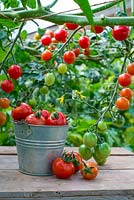 Greenhouse tomatoes, Solanum-lycopersicum - 'Suncherry Smile F1', ripe fruit in decorative zinc bucket, Norfolk, England, August.