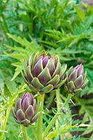 Cynara scolymus - Globe Artichoke heads, 'Purple de Provence'