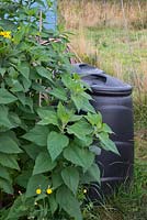 Screening unsightly compost bins with Jerusalem artichoke - Helianthus tuberosus 'Fuseau'. 