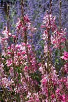 Gaura lindheimer 'Rosyjane' planted in front of perovskia - Drought tolerant